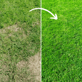 Dandy's Fill & Fix Lawn Patch Repair Blend