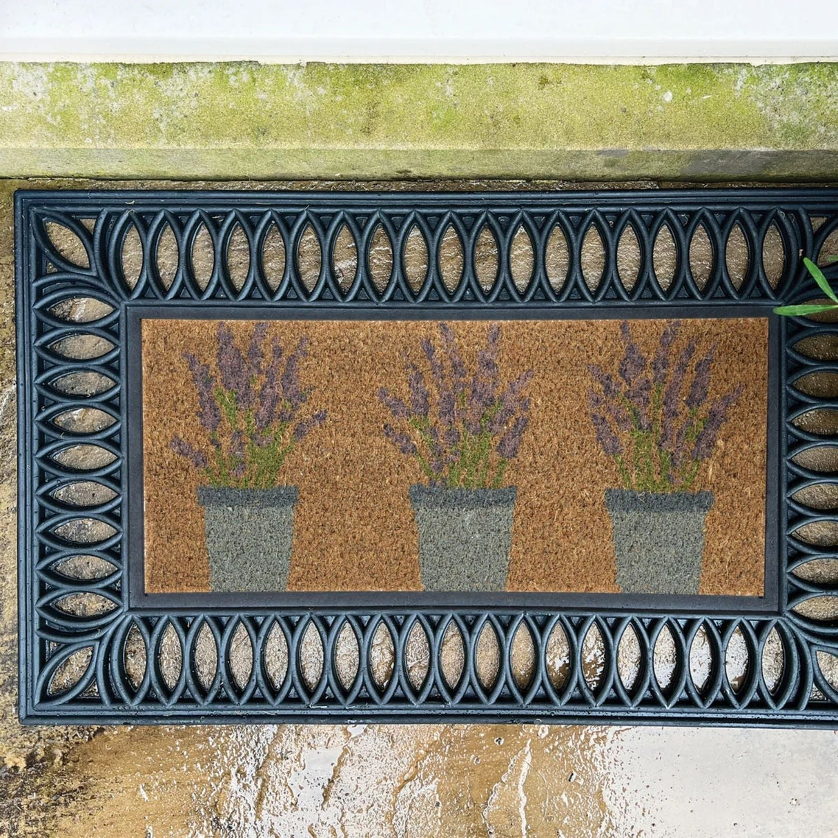 Outdoor Lavender Coir Insert 23x53cm