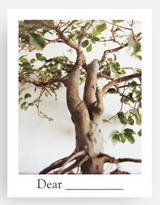 Yorkshire Bonsai Personalised Gift Card Perfect Bonsai Gift Idea