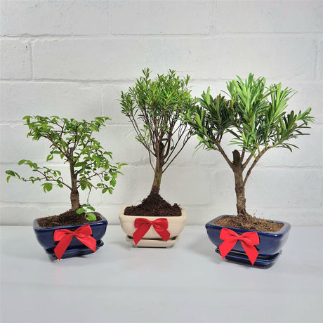 Yorkshire Bonsai Red Gift Bow Decoration