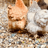 Dandy’s Welsh Brown Gravel