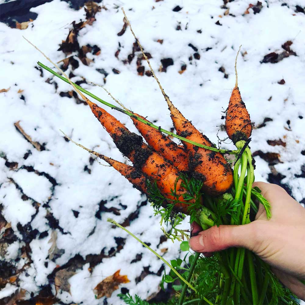 Dandy’s WinterMix Compost Garden Mulch