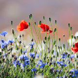Dandy's Wild Flower Seed Mix - 100% Wild Flower