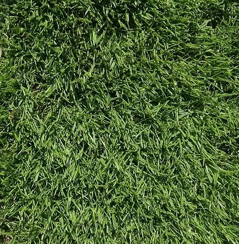 TurfStore FR CSI Creeping Rye Grass Seed Mix for Football/Rugby Pitch