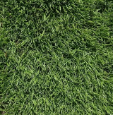 TurfStore FR CSI Creeping Rye Grass Seed Mix for Football/Rugby Pitch