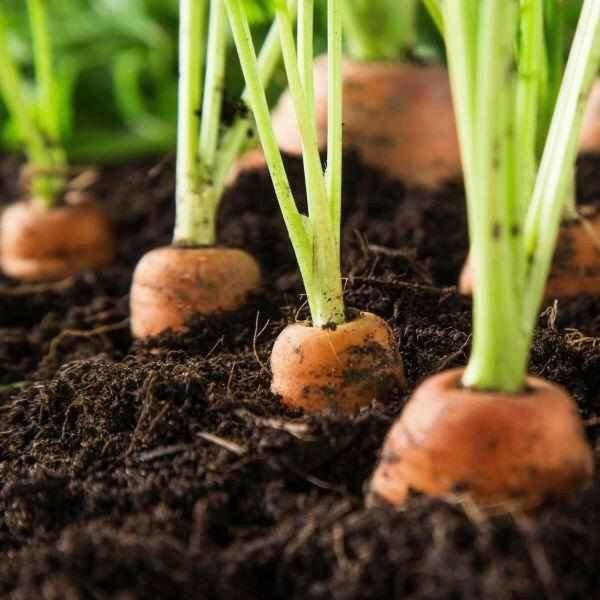 Dandy's Allotment Pack - Topsoil, Compost, Grit and Membrane