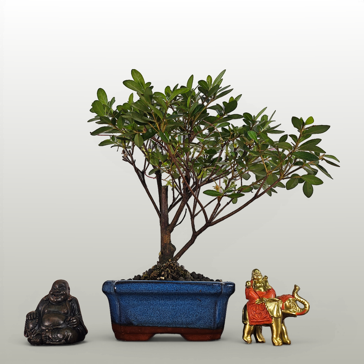 Yorkshire Bonsai Azalea Rhododendron Bonsai Tree - 15cm