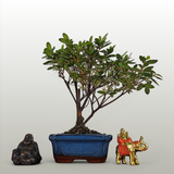Yorkshire Bonsai Azalea Rhododendron Bonsai Tree - 15cm