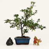 Yorkshire Bonsai Azalea Rhododendron Bonsai Tree Pot - 15cm