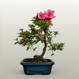 Yorkshire Bonsai Azalea Rhododendron Bonsai Tree - 20cm