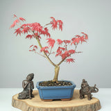 Yorkshire Bonsai Japanese Maple Deshojo Bonsai Tree - 15cm