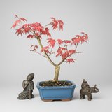 Yorkshire Bonsai Japanese Maple Deshojo Bonsai Tree - 15cm