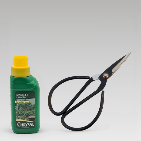 Basic Bonsai Care Kit | Essential Tools Set by Yorkshire Bonsai