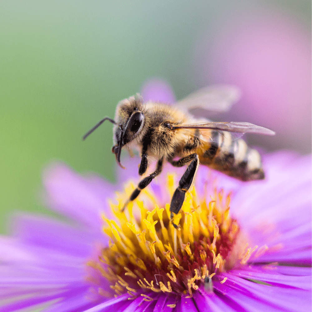 Dandy's Bee Dandy Bee-Friendly Wildflower Seed Mix 50g