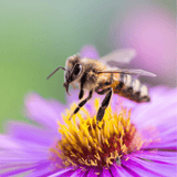 Dandy's Bee Dandy Bee-Friendly Wildflower Seed Mix 50g