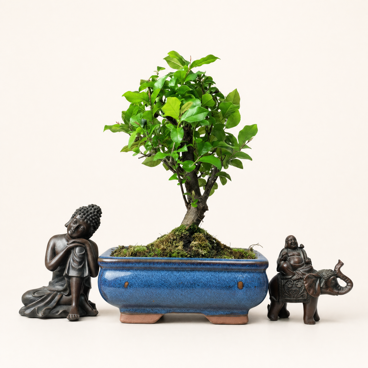 Yorkshire Bonsai Bird Plum Sageretia Tree Pot Broom Style - 15cm