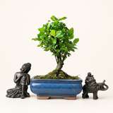 Yorkshire Bonsai Bird Plum Sageretia Tree Pot Broom Style - 15cm