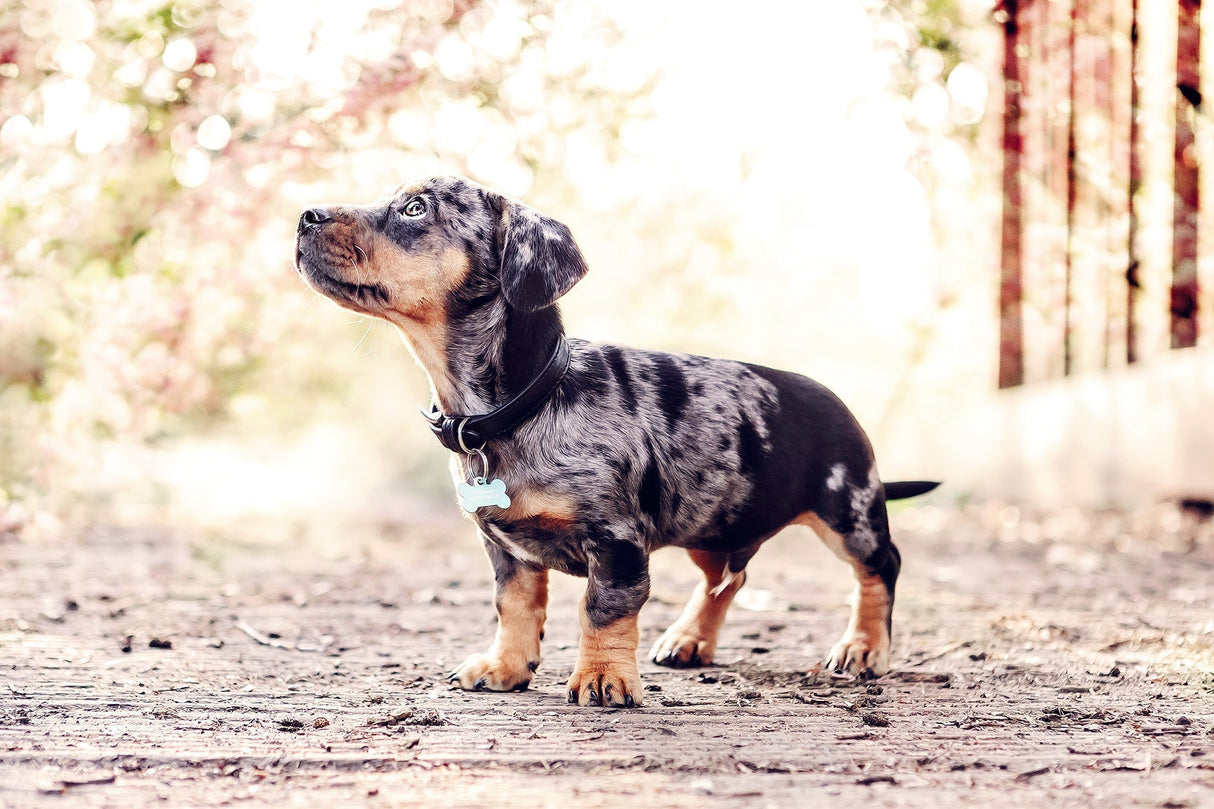 Ralph & Co Black Leather Dog Collar