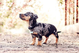 Ralph & Co Black Leather Dog Collar