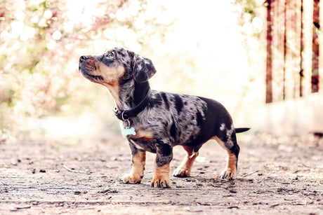 Ralph & Co Black Leather Dog Collar
