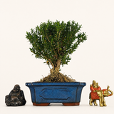 Yorkshire Bonsai Boxwood Buxus Harlandii Bonsai Tree Broom - 20cm