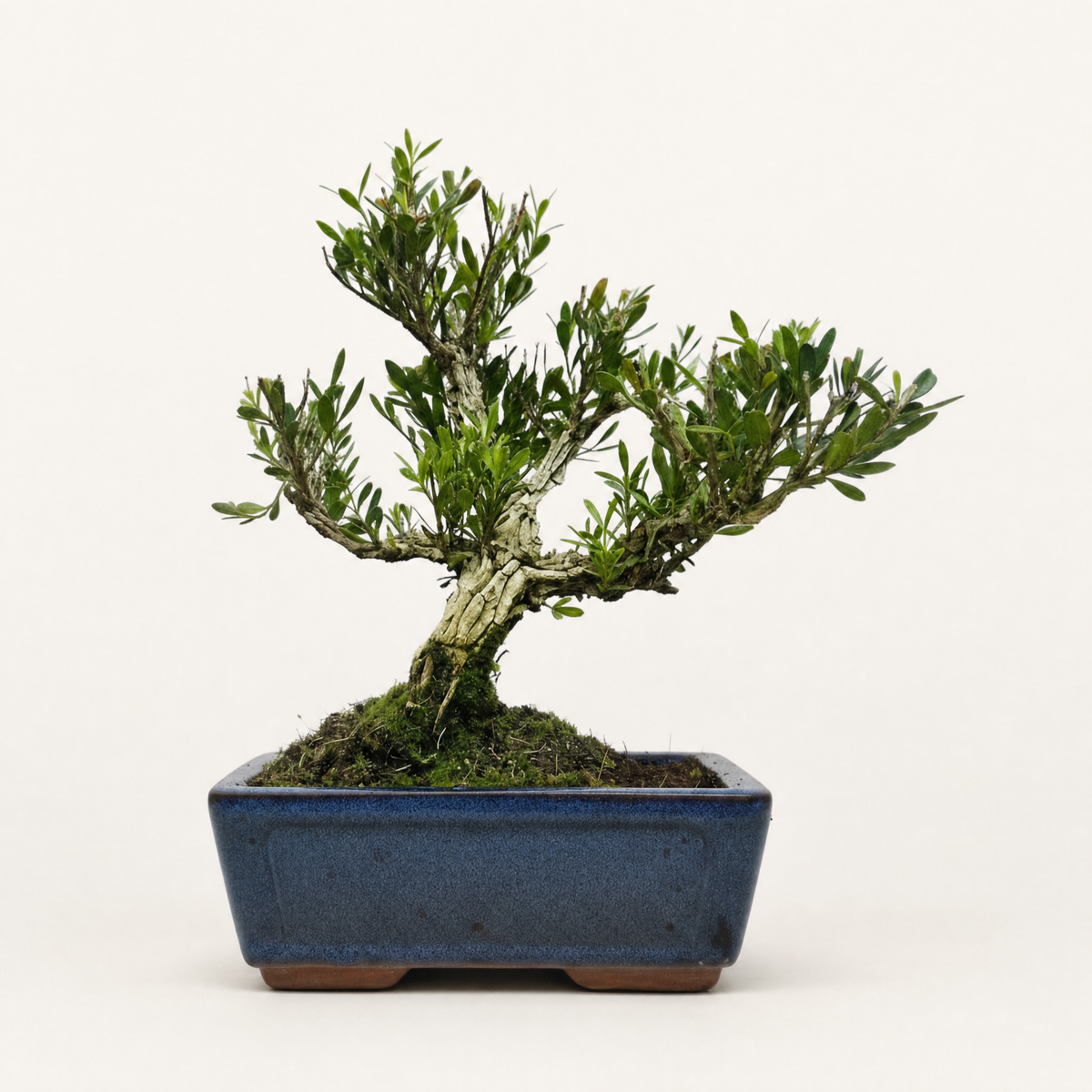 Yorkshire Bonsai Boxwood Bonsai Tree Pot Buxus Harlandii - 15cm
