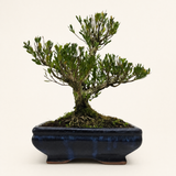Yorkshire Bonsai Boxwood Buxus Harlandii Bonsai Tree Pot - 20cm