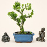 Yorkshire Bonsai Boxwood Buxus Harlandii Bonsai Tree - 15cm