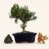 Yorkshire Bonsai Boxwood Buxus Harlandii Bonsai Tree - 20cm