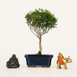 Yorkshire Bonsai Brush Cherry Syzygium Bonsai Tree in 15cm Pot