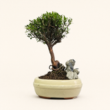Yorkshire Bonsai Brush Cherry Tree Pot with Rock Indoor - 16cm