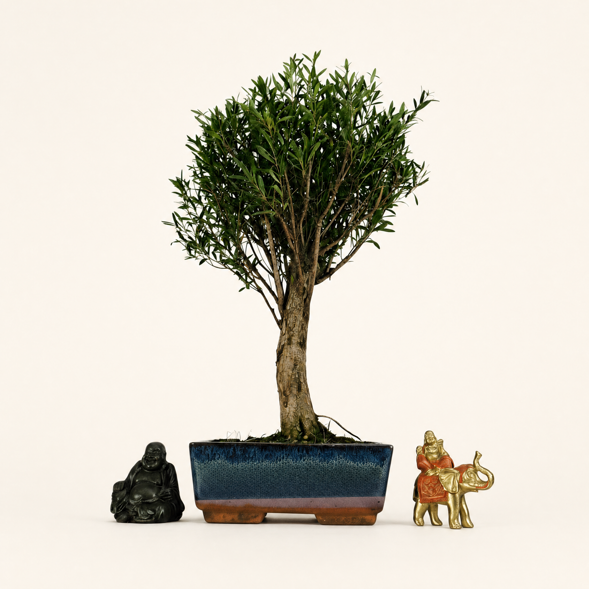 Yorkshire Bonsai Brush Cherry Tree Broom Style Pot Indoor - 20cm