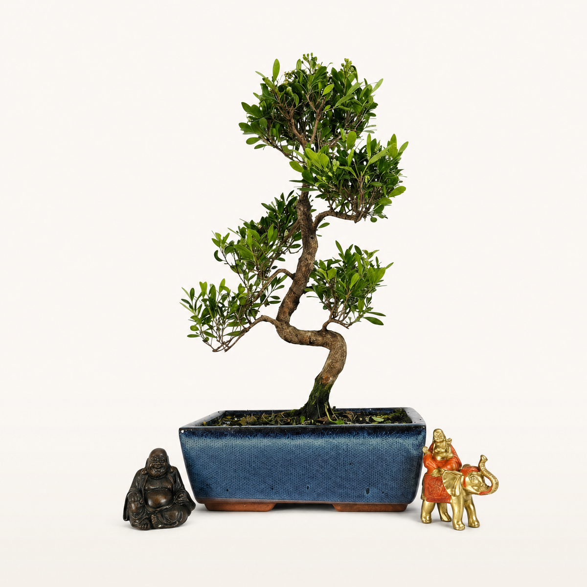 Yorkshire Bonsai Brush Cherry Syzygium Bonsai Tree Pot - 25cm