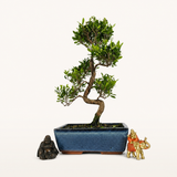 Yorkshire Bonsai Brush Cherry Syzygium Bonsai Tree Pot - 25cm