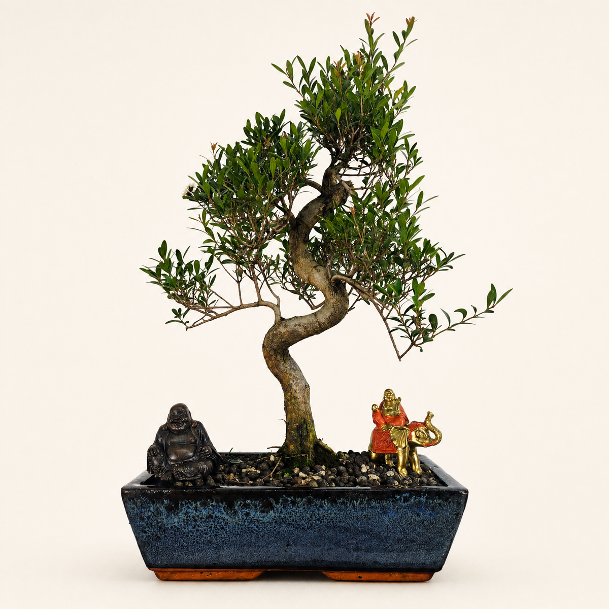 Yorkshire Bonsai Brush Cherry Bonsai Tree Pot 30cm