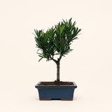 Yorkshire Bonsai Buddhist Pine Podocarpus Micro Bonsai Tree 15cm Pot