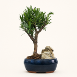 Yorkshire Bonsai Buddhist Pine Bonsai Tree Pot with Rock - 16cm