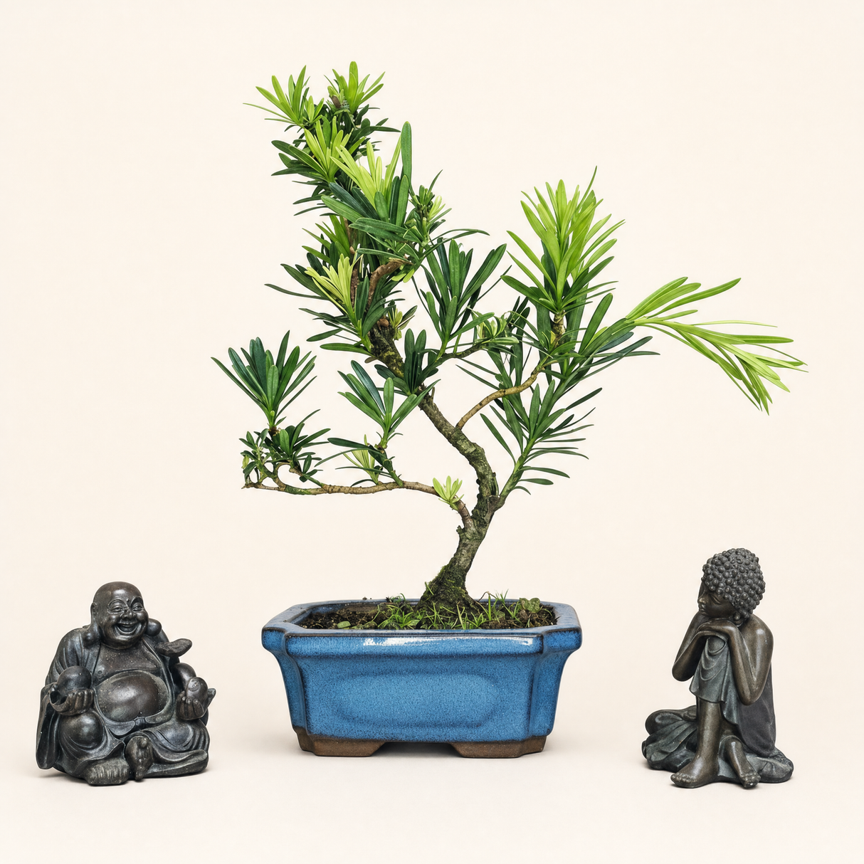 Yorkshire Bonsai Buddhist Pine Bonsai Tree Pot Indoor - 15cm