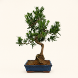 Yorkshire Bonsai Buddhist Pine Bonsai Tree Pot Podocarpus - 25cm