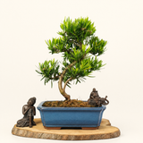 Yorkshire Bonsai Buddhist Pine Micro Bonsai Tree - 30cm