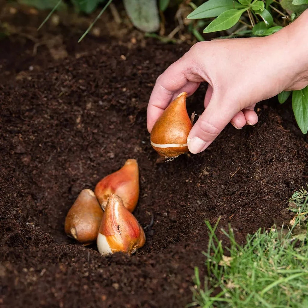Dandy's Bulb Planting & Potting Mix 20L Bulk Buy