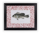 Fish III Framed Print | Casa by Josephine Jenno