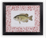 Casa by Josephine Jenno Fish IV Framed Print