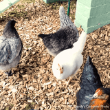Dandy’s Chicken Coop Chips