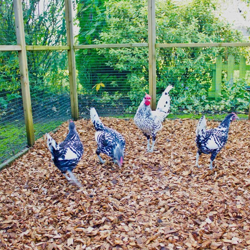 Dandy’s Chicken Coop Chips