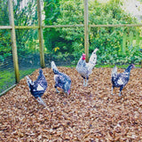 Dandy’s Chicken Coop Chips
