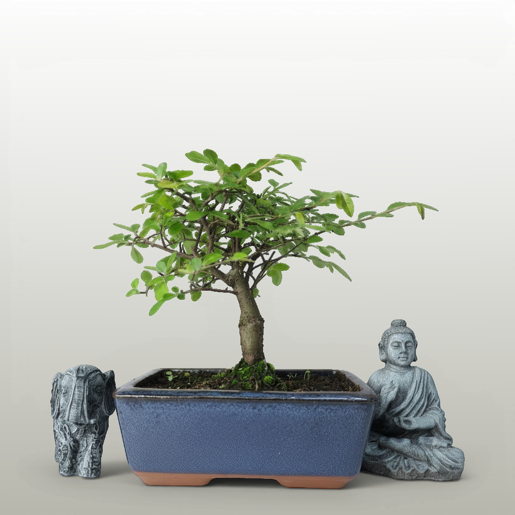 Yorkshire Bonsai Chinese Elm Bonsai – Ulmus parvifolia in 15cm Pot
