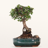 Yorkshire Bonsai Chinese Elm Bonsai Tree Broom Pot - 16cm