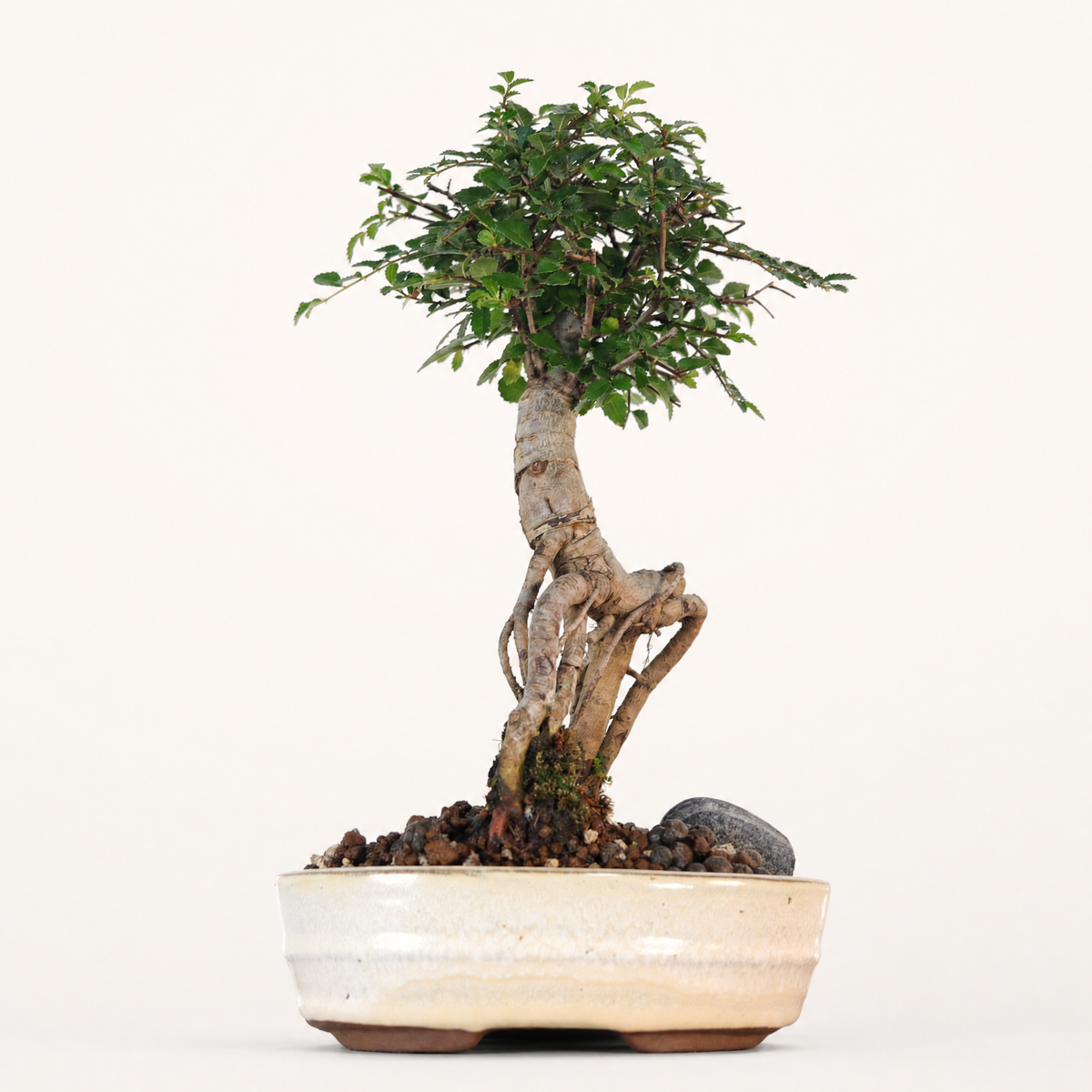 Yorkshire Bonsai Chinese Elm Bonsai Tree Broom Pot - 16cm
