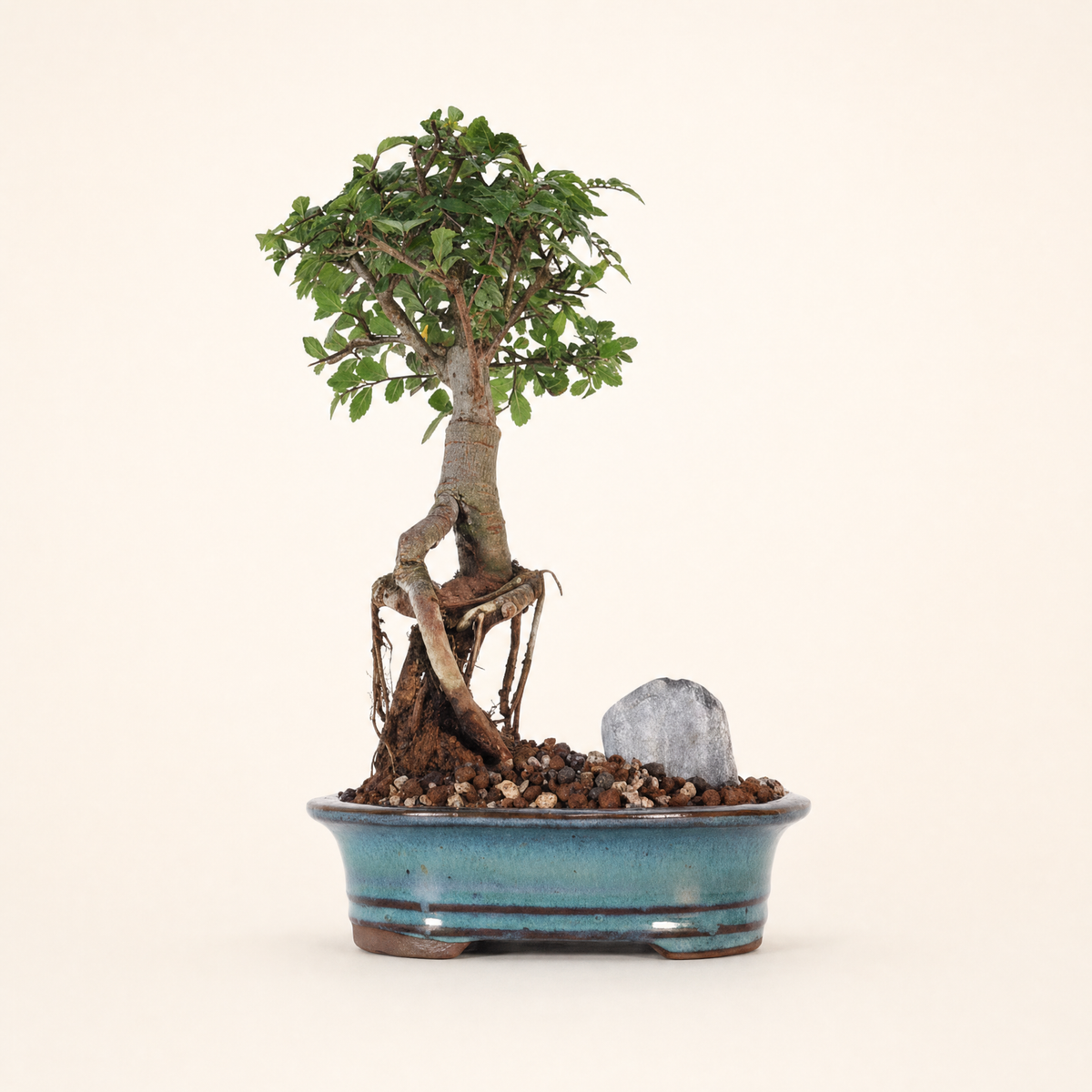 Yorkshire Bonsai Chinese Elm Bonsai Tree Broom Pot - 16cm